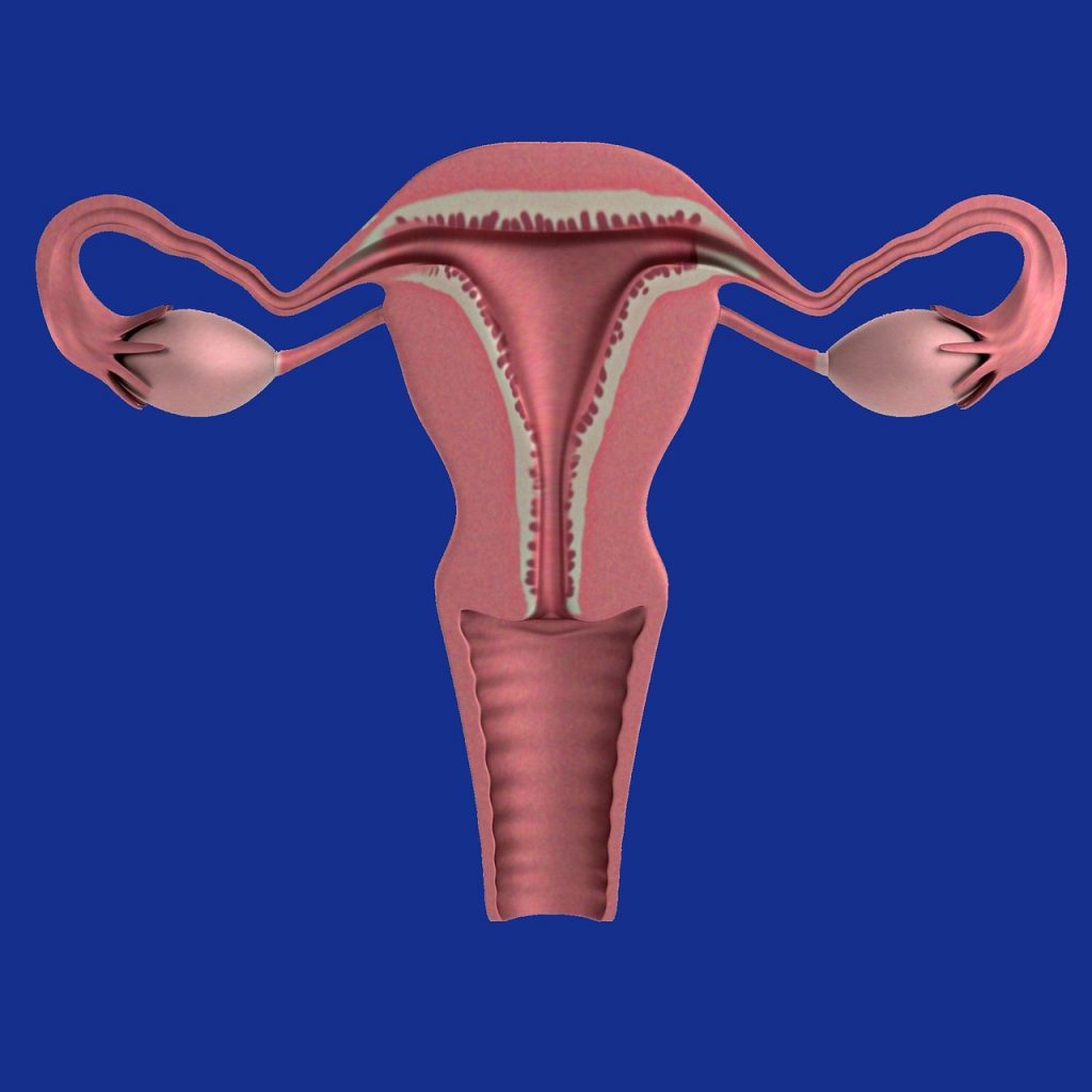 healthy uterus