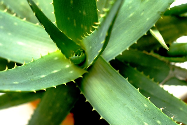 aloe vera in psoriasis