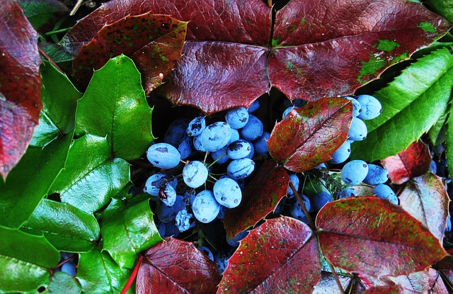 Oregon Grape is psoriasis