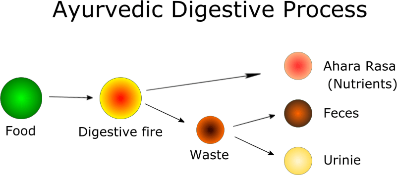 Ayurvedic Digestive Process