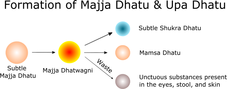 Formation of Majja Dhatu & Upa Dhatu