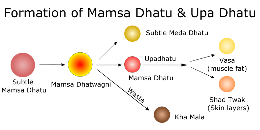 Formation of Mamsa Dhatu & Upa Dhatu