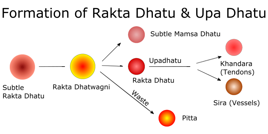 Formation of Rakta Dhatu & Upa Dhatu