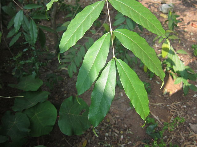 wrightia tinctoria