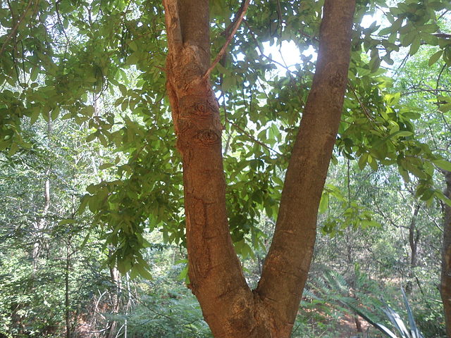 wrightia tinctoria