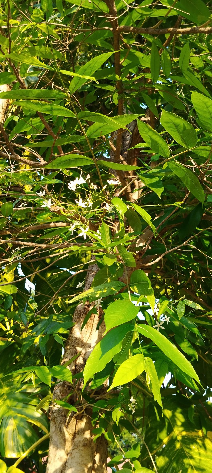 Wrightia tinctoria Image Wrightia tinctoria Image